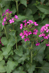 Obraz premium Close-up of pink flowers of Lunaria annua plant in the garden. Also called Silver dollar, Dollar plant, moonwort or Honesty