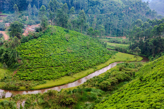 Tea plantation and winding stream in the hills near Nyungwe, Rwanda