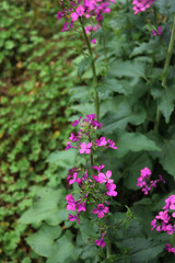 Fototapeta premium Close-up of pink flowers of Lunaria annua plant in the garden. Also called Silver dollar, Dollar plant, moonwort or Honesty