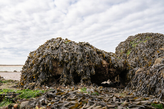 North sea coast, rocks covered with brown algae, low tide, seaweed or kelp grows on rocky coasts, tidal flats, marine region, ecosystem, habitat for organisms