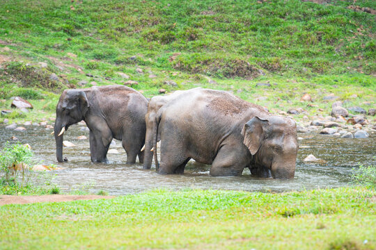 Indian elephants, wild herd taking a bath at waterhole, Anakulam near Munnar, wildlife of India, elephant family at a rainy day