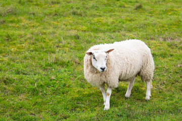 Fototapeta premium Sheep on a pasture, livestock animal farm, stockbreeding, faming and agriculture in the Netherlands, sheeps on spring meadow 
