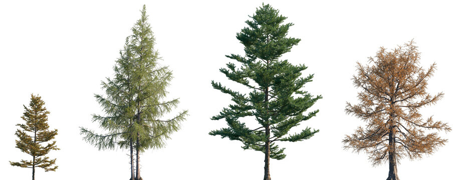 Set of autumn and summer Larix kaempferi and Larix laricina frontal street trees isolated png in sunny daylight on a transparent background perfectly cutout