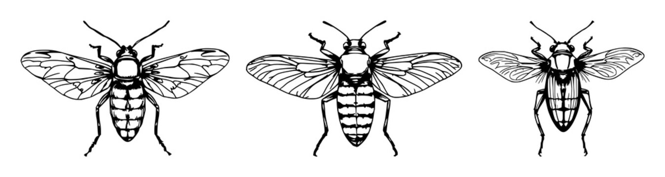 Cicadas set with sketchy black line art and detailed translucent wings featuring insect, arthropod, cicada imagery with natural texture and silhouette