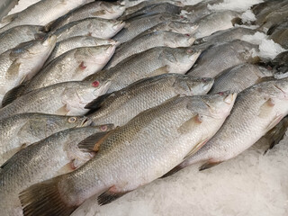 Fototapeta premium Many large sea bass on the ice.