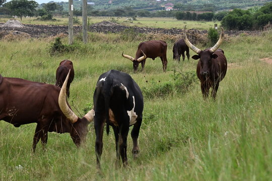 The Ankole-Watusi is a modern African breed of domestic cattle. It derives from the Ankole group of Sanga cattle breeds of east and central Africa