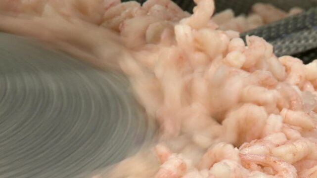 shrimps coming out of machine in factory