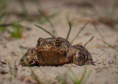 ropucha szara ( Bufo bufo ) wygrzewająca się na piasku
