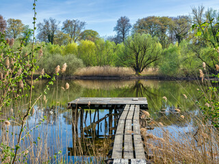 Naklejka premium Frühling am Altrhein, Jockgrim, Rheinland-Pfalz, Deutschland