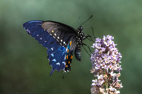 Pipevine Swallowtail Butterfly (Battus philenor) Photo, Feeding on a Butterfly Bush (Buddleja davidii) Bloom, Showing Its Brilliant Colors