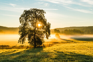 Naklejka premium Sunrise on a field with a tree at misty sunrise near Mölndal in Sweden