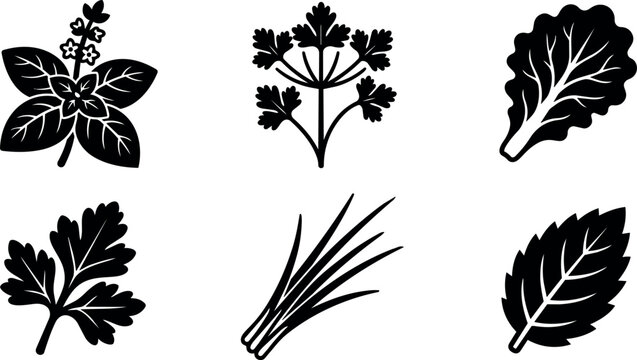 Black silhouette of six different herbs including basil cilantro and lettuce leaf vector art