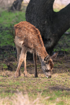 Ciervo, cervatillo, cr&iacute;a, joven, fauna, naturaleza, salvaje, herb&iacute;voro, pastando, comiendo, hierba, prado, bosque, pelaje, marr&oacute;n, casta&ntilde;o, orejas, cabeza, agachada, patas, delgadas, mam&iacute;fero, animal