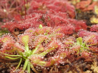 Zbliżenie na drapieżne rośliny z gatunku drosera © Kumulugma