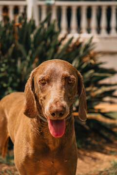 Perro, braco, marr&oacute;n, canela, mirada, ojos, &aacute;mbar, lengua, rosa, jadeo, orejas, largas, pelaje, h&uacute;medo, brillante, hocico, nariz, collar, azul, fondo, desenfocado, planta, verde,
