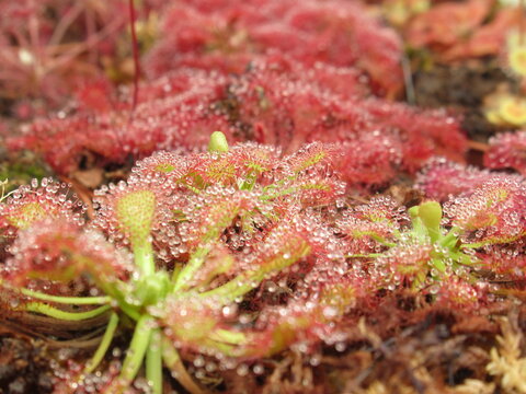 Zbliżenie na drapieżne rośliny z gatunku drosera