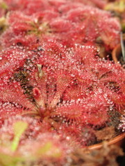Zbliżenie na drapieżne rośliny z gatunku drosera © Kumulugma