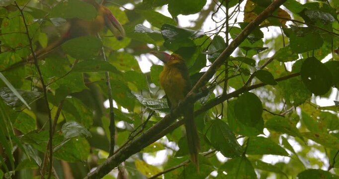 Two Saffron Toucanet sitting on a tree in a rainy tropical forest