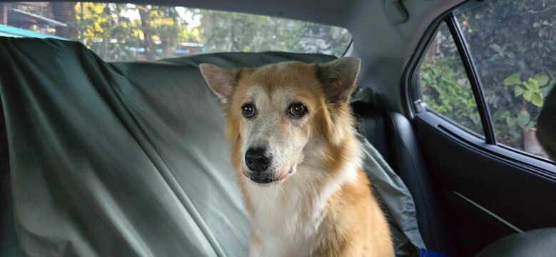 Thai Bangkaew dog looks anxiously in car for its owner. The dog sits in rear passenger compartment. The car seat is covered with gray cloth to prevent hair from falling out. Long-haired, white, brown 