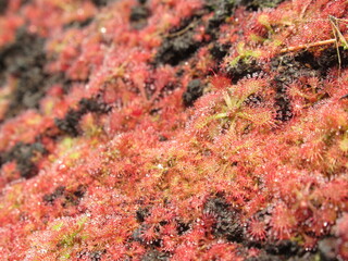 Zbliżenie na drapieżne rośliny z gatunku drosera © Kumulugma