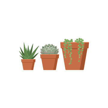 Vector illustration of three potted succulents: Aloe Vera, Echeveria, and String of Pearls