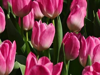 Obraz premium Hot Pink Tulip Blooms Closeup in Sunlit Garden