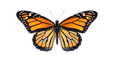 Naklejka premium A vibrant monarch butterfly isolated on a clean white background. PNG Transparent Background
