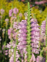 Zbliżenie na kwiat physostegia virginiana © Kumulugma