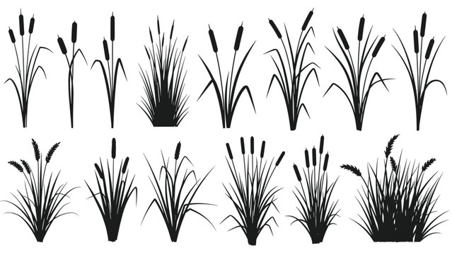 Collection of black silhouettes of various wetland plants reeds and aquatic grasses isolated on a white background.