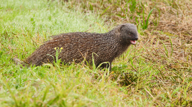 ichneumon, Herpestes ichneumon, sitting in the grass, close 591