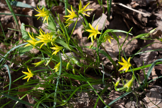 Low-angle macro of spring gagea blossoms glowing under bright daylight. Translucent petals shine while out-of-focus grass and woodland create a cheerful woodland edge atmosphere.