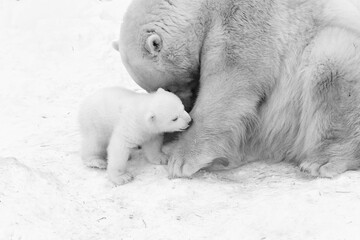 Funny Polar bear cub with mom © Anton Belovodchenko
