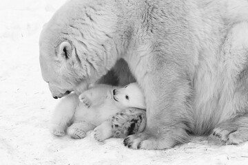 Funny Polar bear cub with mom © Anton Belovodchenko