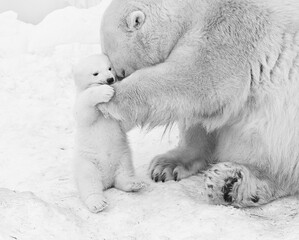 Funny Polar bear cub with mom © Anton Belovodchenko