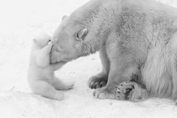 Funny Polar bear cub with mom © Anton Belovodchenko