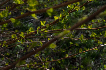 Fototapeta premium Fresh green spring leaves glowing on red-brown branches against dark shadowy background. Perfect for garden editorials, seasonal branding, and nature awakening content