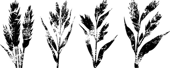 Fototapeta premium black ink botanical wheat and grass silhouettes with textured rustic design elements