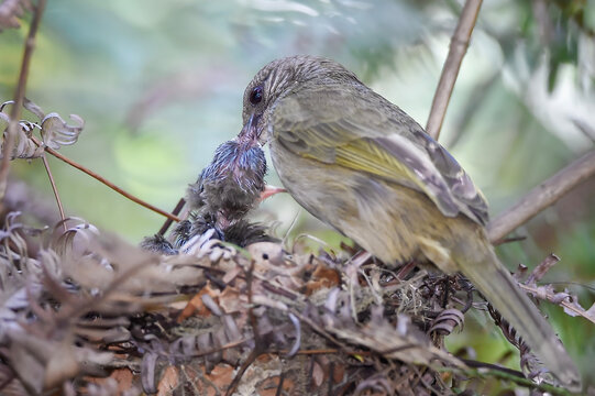 A touching moment of nature as an adult Olive-winged Bulbul (Pycnonotus plumosus) carefully feeds its baby chicks inside a nest hidden in the bushes. Stunning wildlife action photography showing paren