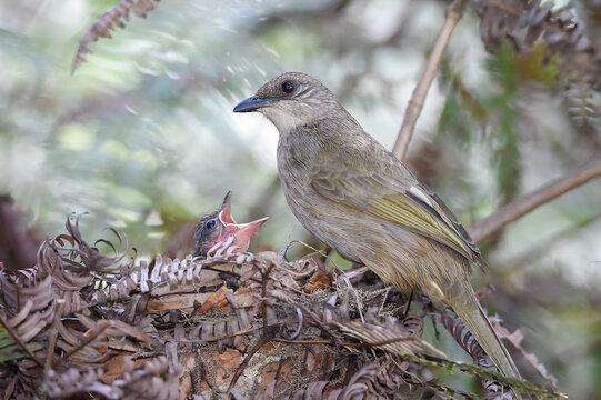 A touching moment of nature as an adult Olive-winged Bulbul (Pycnonotus plumosus) carefully feeds its baby chicks inside a nest hidden in the bushes. Stunning wildlife action photography showing paren