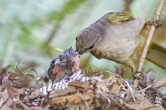 A touching moment of nature as an adult Olive-winged Bulbul (Pycnonotus plumosus) carefully feeds its baby chicks inside a nest hidden in the bushes. Stunning wildlife action photography showing paren