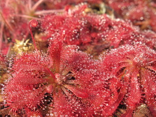 Zbliżenie na drapieżne rośliny z gatunku drosera © Kumulugma