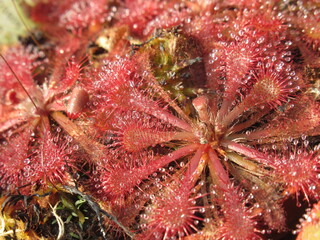 Zbliżenie na drapieżne rośliny z gatunku drosera © Kumulugma
