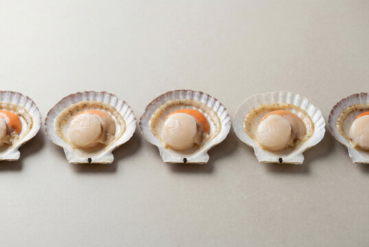 Row of Raw Scallops in Shells on Neutral Background