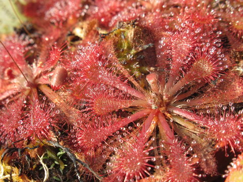 Zbliżenie na drapieżne rośliny z gatunku drosera