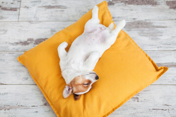 Puppy on yellow pillow at home © Tatyana Gladskih