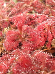 Zbliżenie na drapieżne rośliny z gatunku drosera © Kumulugma