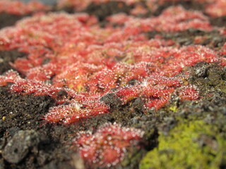 Zbliżenie na drapieżne rośliny z gatunku drosera © Kumulugma