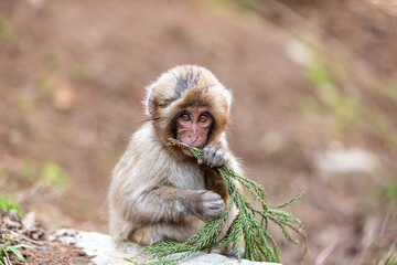 Fototapeta premium Japanese macaque mother with baby in Jigokudani Yaen Park, Snow Monkey Park Japan wildlife portrait