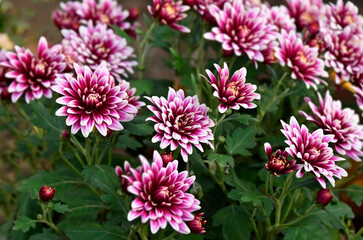 Obraz premium Beautiful white with purple chrysanthemum flower