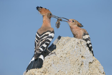 Adult Eurasian Hoopoe (Upupa epops) feeding its chick on rocks against a clear sky background. © VOLODYMYR KUCHERENKO